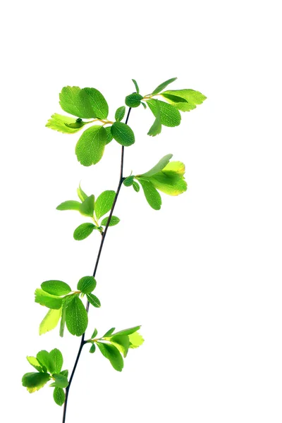Green plant isolated on white — Stock Photo, Image