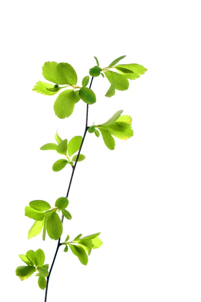 Πράσινο φυτό απομονωμένο σε λευκό — Φωτογραφία Αρχείου