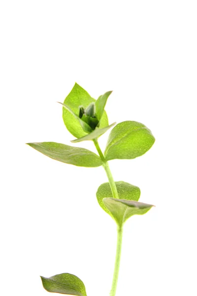 Groene plant geïsoleerd op wit — Stockfoto