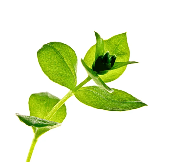 Zielona roślina izolowana na białym — Zdjęcie stockowe