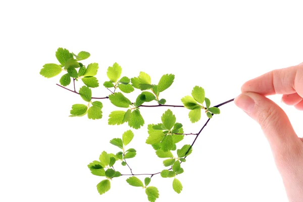 stock image Green plant in hand isolated on white