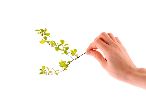 Green plant in hand isolated on white — Stock Photo, Image