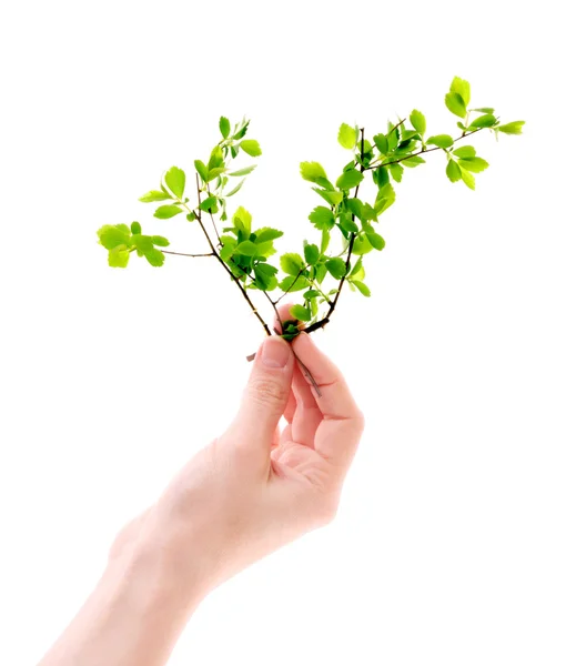 흰 손에 분리되어 있는 녹색식물 — 스톡 사진