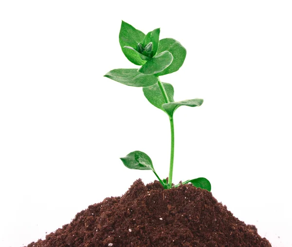 Junge Pflanze im Boden vor weißem Hintergrund — Stockfoto