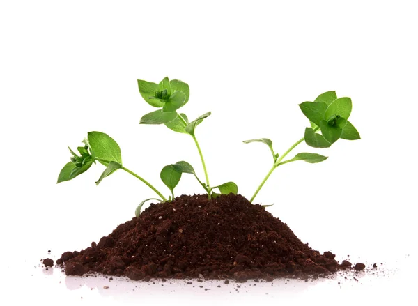Three young plant in ground over white background — Stock Photo, Image
