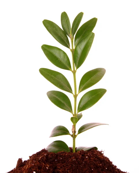 Beyaz arka plan üzerinde yerdeki genç bitki — Stok fotoğraf