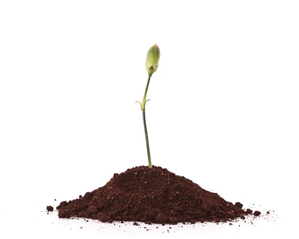 Young plant in ground over white background — Stock Photo, Image