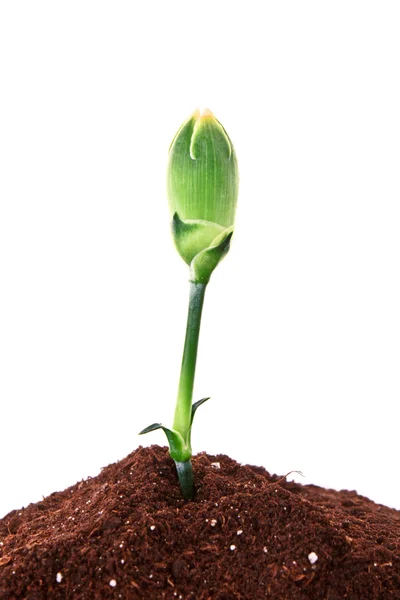 Jovem planta no chão sobre fundo branco — Fotografia de Stock