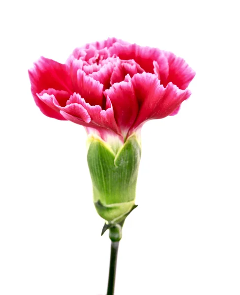 Çiçek portre üzerinde beyaz izole — Stok fotoğraf