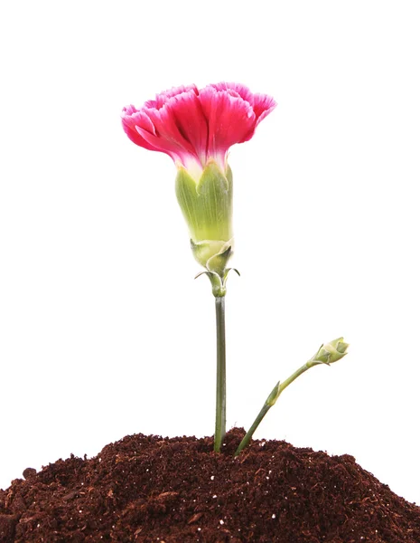 Unga växten med blomma i marken isoleras på vit — Stockfoto