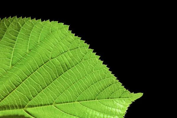 Green leaf on black background Stock Photo
