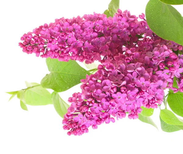 Lilac Stock Picture