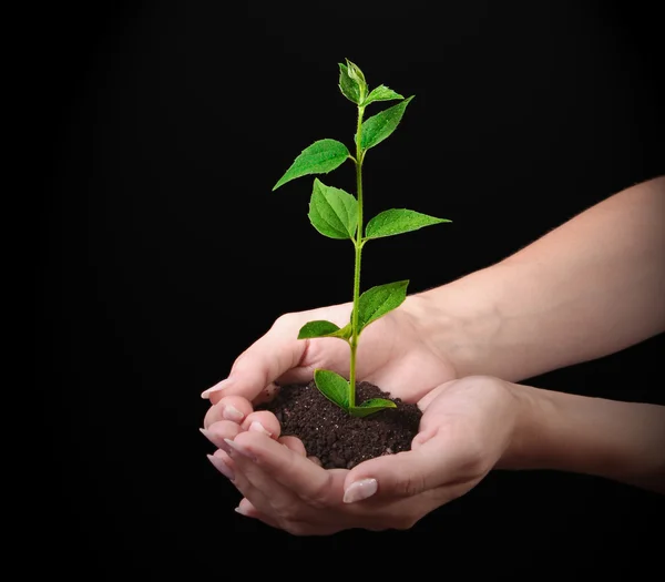 Young plant in hand on black background Stock Photo