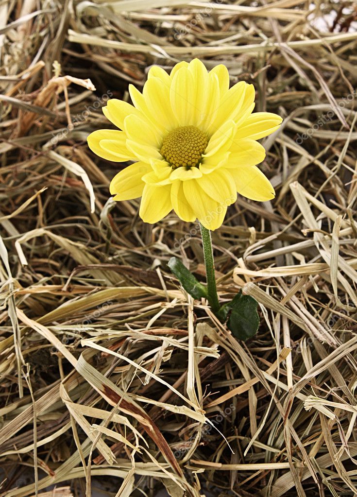 Yellow flower on hay background — Stock Photo © belchonock 6782555
