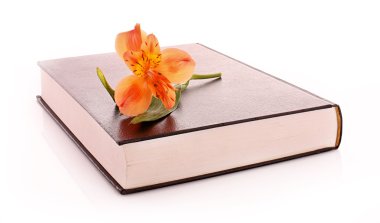 sert kapak kitap üzerinde beyaz izole çiçek