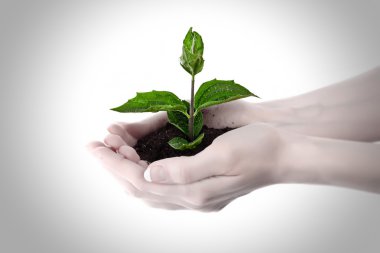 Young plant in hand over white clipart