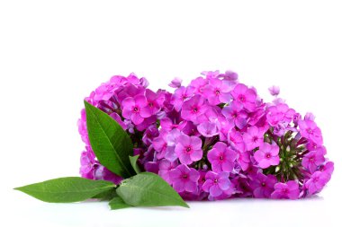 Phlox flower isolated on white clipart