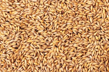 Oat grains background clipart