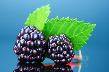 Beautiful blackberries