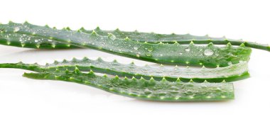 aloe vera üzerinde beyaz izole