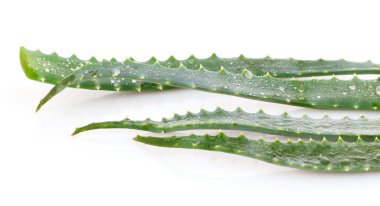 aloe vera üzerinde beyaz izole