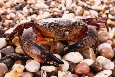 Crab isolated on pebbles background clipart