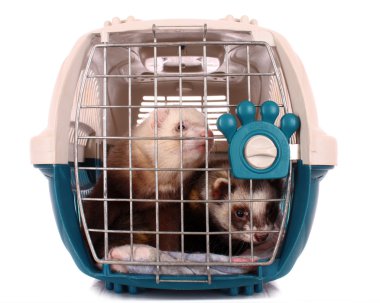 Two Ferrets in cage isolated on white clipart