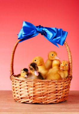 Little yellow fluffy ducklings in basket on red background clipart