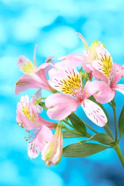 Beautiful pink flowers clipart