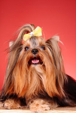 Yorkshire terrier köpek yavrusu kırmızı zemin üzerine