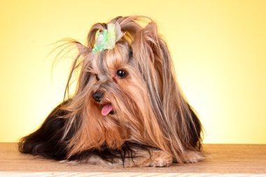 Yorkshire terrier yavru Sarı zemin üzerine