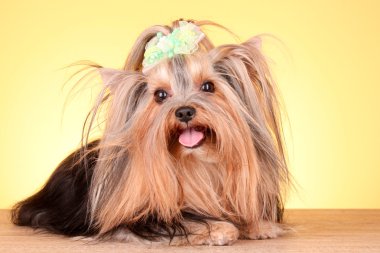 Yorkshire terrier yavru Sarı zemin üzerine