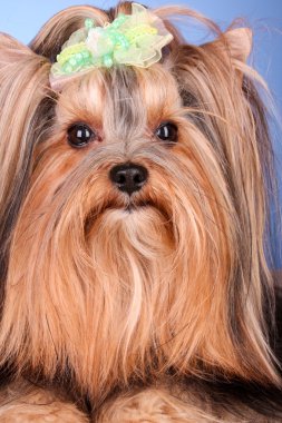 Yorkshire terrier yavru mavi zemin üzerine