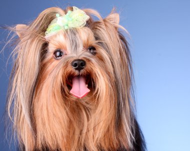 Yorkshire terrier yavru mavi zemin üzerine