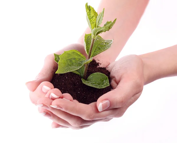 Young plant in hand over white — Stock Photo, Image