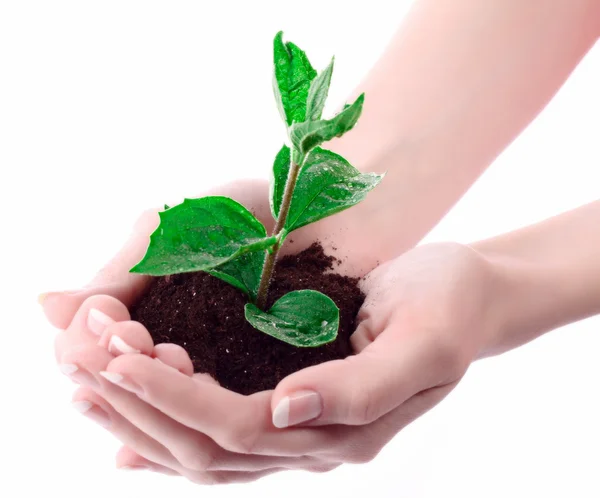 Young plant in hand over white — Stock Photo, Image
