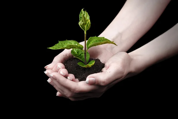 Planta joven en mano sobre fondo negro — Foto de Stock