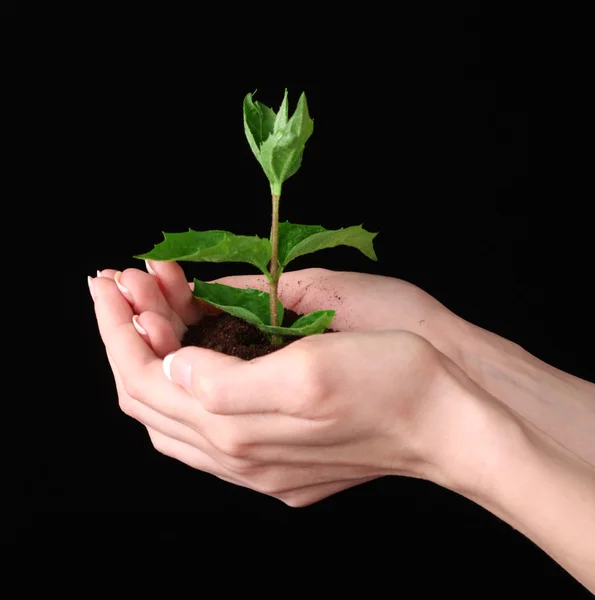 Молодое растение в руке на черном фоне — стоковое фото