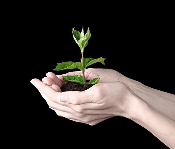 Young plant in hand over black background — Stock Photo, Image