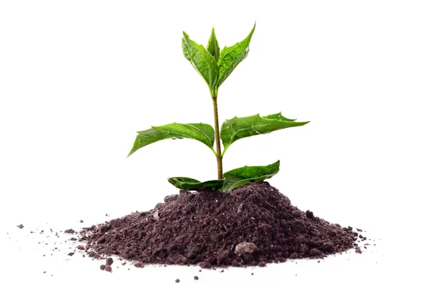 Young plant in ground over white — Stock Photo, Image