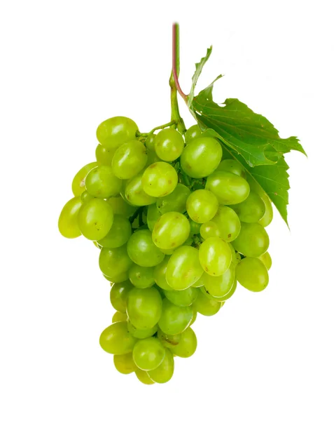 在白葡萄上分离的成熟绿色葡萄 — 图库照片
