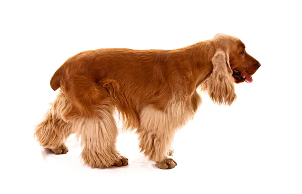 Joven cocker spaniel aislado en blanco — Foto de Stock