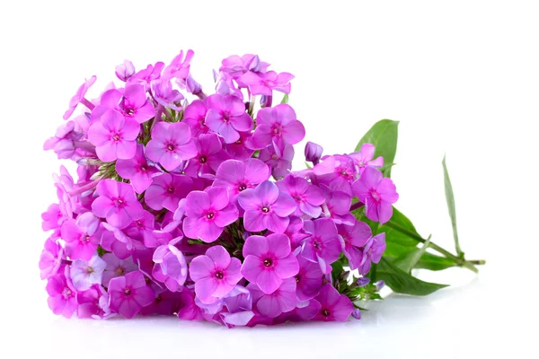 Phlox çiçek üzerinde beyaz izole — Stok fotoğraf