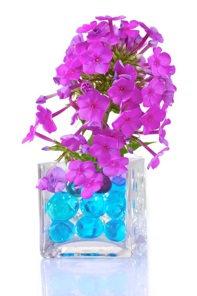Bellissimi fiori in vaso — Foto Stock