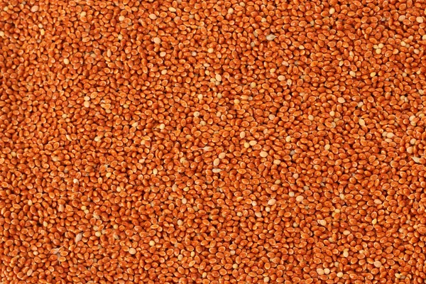 Unpilled millet as texture — Stock Photo, Image