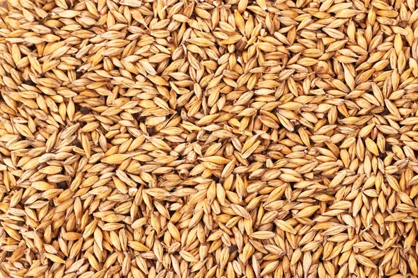 Oat grains background — Stock Photo, Image