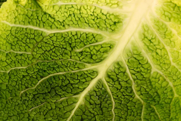 Савойский капустный лист — стоковое фото
