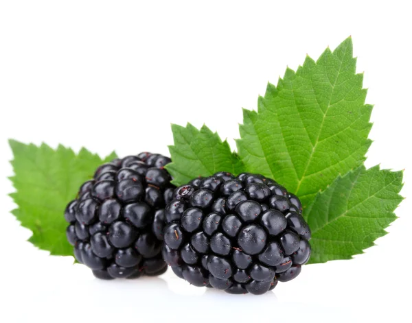 Beautiful blackberries — Stockfoto