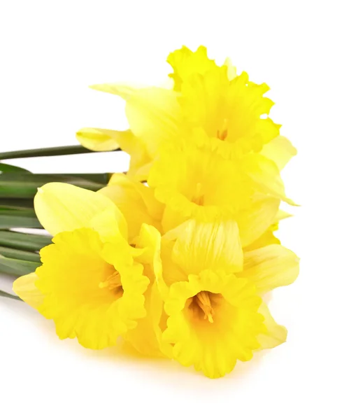 Yellow daffodils isolated on white — Stock Photo, Image