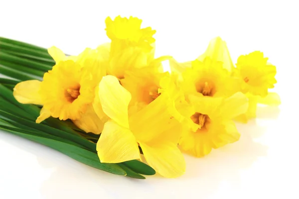 Yellow daffodils isolated on white — Stock Photo, Image
